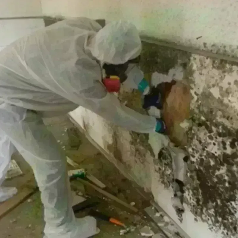 Mold Remediation and Removal in Sandy Valley, NV